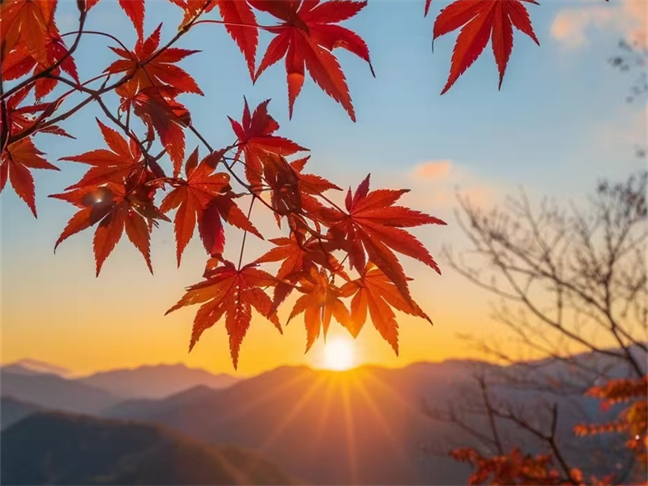 擁抱秋天，賞紅葉